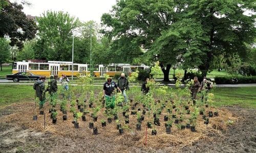 Zöld csoda a Tabánban: Miyawaki Akira forradalmi erdeje érkezik!